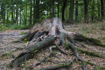 Stump of an old tree in the forest. Powerful branched roots of an old sawn wood.
