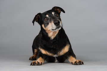 Hund Studio S&uuml;&szlig; Freisteller