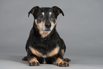 Hund Studio S&uuml;&szlig; Freisteller