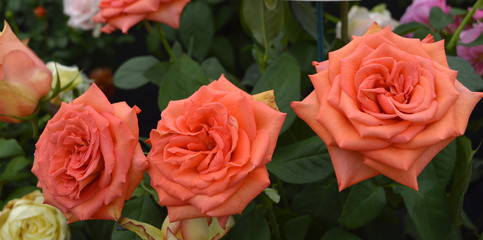Rose Zorina flowers