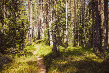 Small hiking trail in sunny warm pine forests. Northern Sweden.