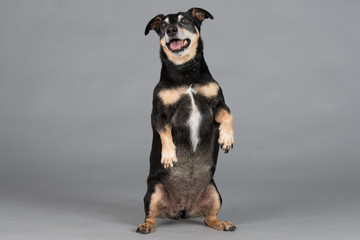 Hund Studio S&uuml;&szlig; Freisteller