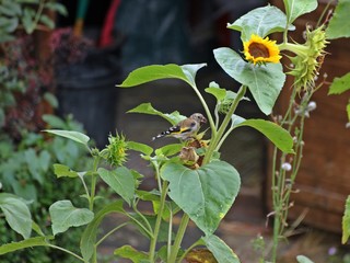 Junger Stieglitz (Carduelis carduelis) auf Sonnenblume 