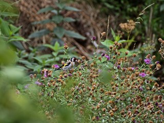 Stieglitz (Carduelis carduelis) frisst Samen der Wiesen-Flockenblume (Centaurea jacea) 

