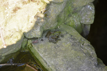 Green frog in nature