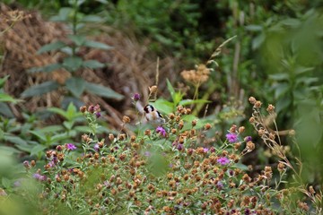 Stieglitz (Carduelis carduelis) frisst Samen der Wiesen-Flockenblume (Centaurea jacea) 
