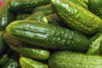 Fresh cucumbers or gherkin. Background from organic vegetables from garden. Healthy food concept