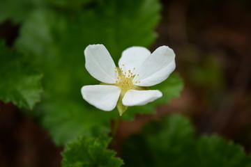 White cloudberry flower close-up on a green background