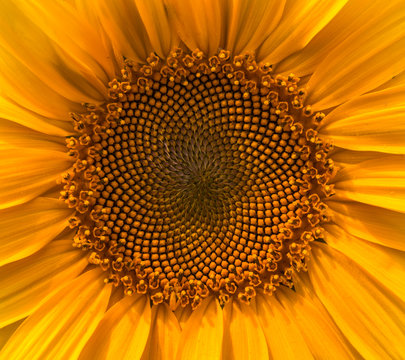 sunflower summer flower close-up.