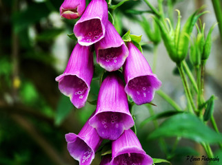 Fox Gloves © Paul