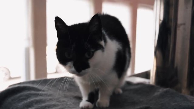 Video of a cat.