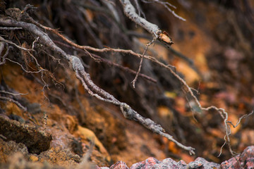 The roots of plants in the ground