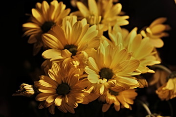 Chrysanthemum - Countless horticultural varieties and cultivars exist.