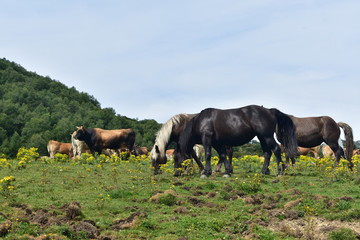caballos