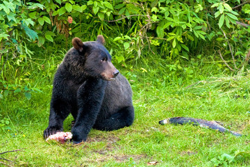 Fototapeta premium Grizzly Bear Cub at Fish Creek, Alaska, USA