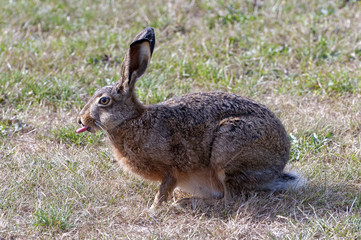 A hare in bright sunlight with its tongue sticking out
