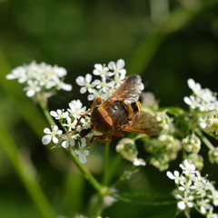 Fly on small white flowers close-up on green background