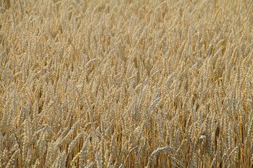 Weizenfeld in der Sonne - Nahrung - Nachhaltigkeit