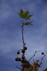 Hoja de &aacute;rbol y cielo azul.