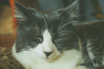 Chat