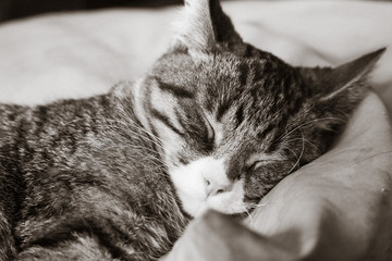 Chat
