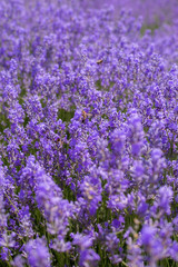 Obraz premium lavender