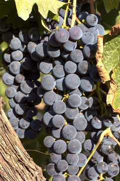 Merlot grapes on the vine August 2018