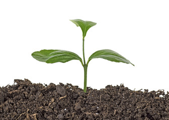 Young plant of lemon in soil humus on a white background