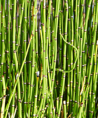 Texture of green bamboo