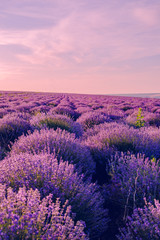Fototapeta premium lavender
