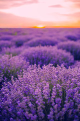 Obraz na płótnie Canvas lavender лаванда