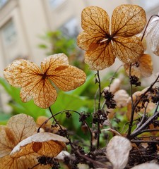 Meant for blossom, dead or live