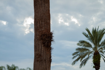 Fototapeta na wymiar Damaged palm trunk