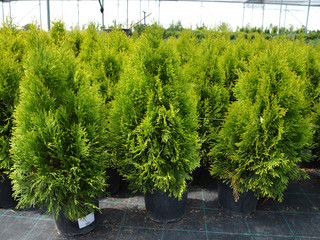 thuja garden center. Many pots with Thuja occidentalis Golden Smaragd   Thuja Janed Gold sold in...