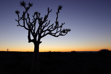 Fototapeta na wymiar Baumsilhouette in der Abenddämmerung am Fish River Canyon in Namibia