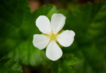 Obraz na płótnie Canvas Flower of cloudberry close-up on a green background