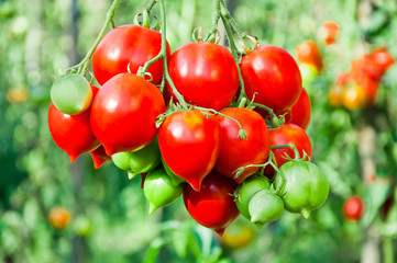 Bunch of ripe red tomato on a background of bushes of tomatoes