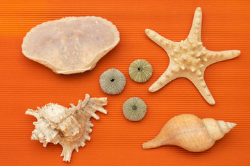 set of shells of various shapes and sizes on orange background