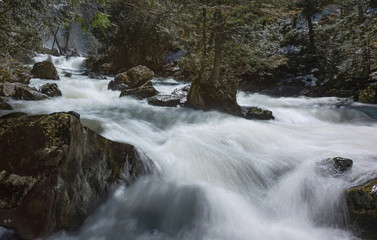 River streaming through forest