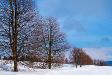 A row of trees in winter in a snow covered field in the Czechia, Europe