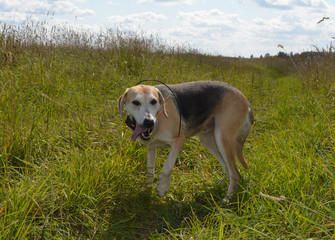 Naklejka na ściany i meble Greyhound hunting dog runs and walks on the field in the autumn