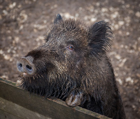 A captive wild boar leaning on a fence, Czechia, Europe