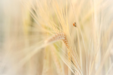 Ears Wheat or Rye close up. Wonderful Rural Scenery. Label art design. Idea of Rich Harvest. Macro
