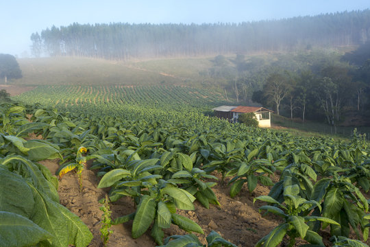 &Aacute;rea plantada com fumo em propriedade rural brasileira