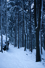 A snow covered path in a dark forest, Czechia, Europe