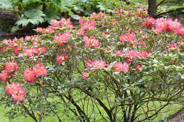 Azalée (rhododendron) arbustive.