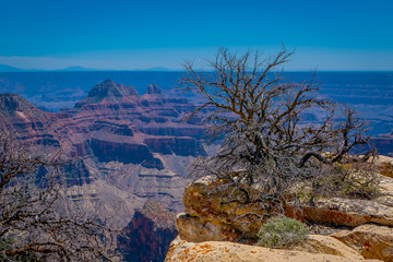 Outdoor view of old dry bush in the border of the cliffs above Bright Angel canyon, major tributary of the Grand Canyon, Arizona, view from the north rim