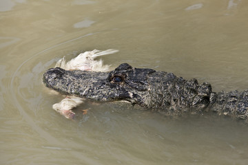Riesiges Krokodil schwimmt mit Beute im Maul