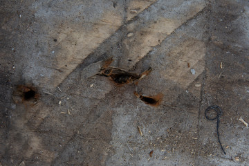 Closeup of an old muddy wood panel with a nail holes