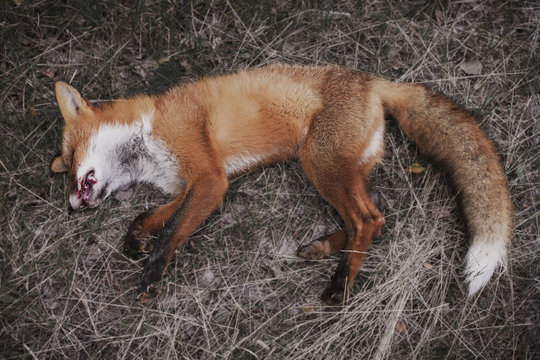 Dead fox lying on the grass next to the highway